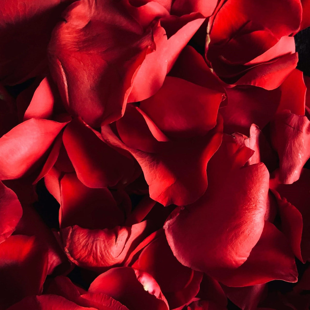 PETALES ROSES