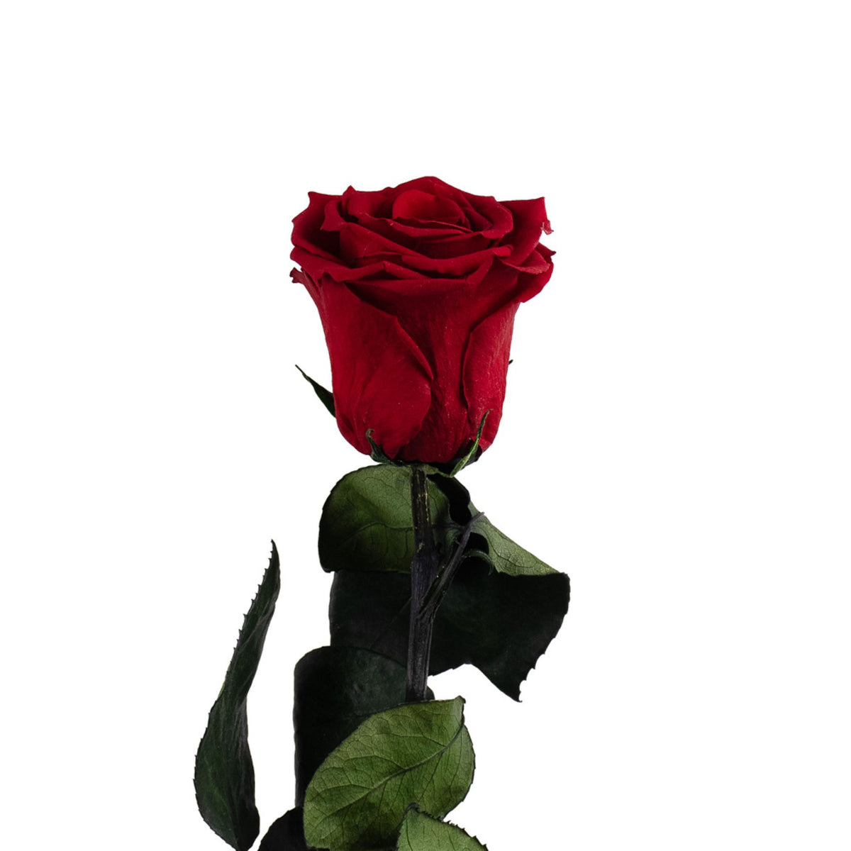 La Rose Éternelle Rouge – Genève, Fait Main, En Bocal