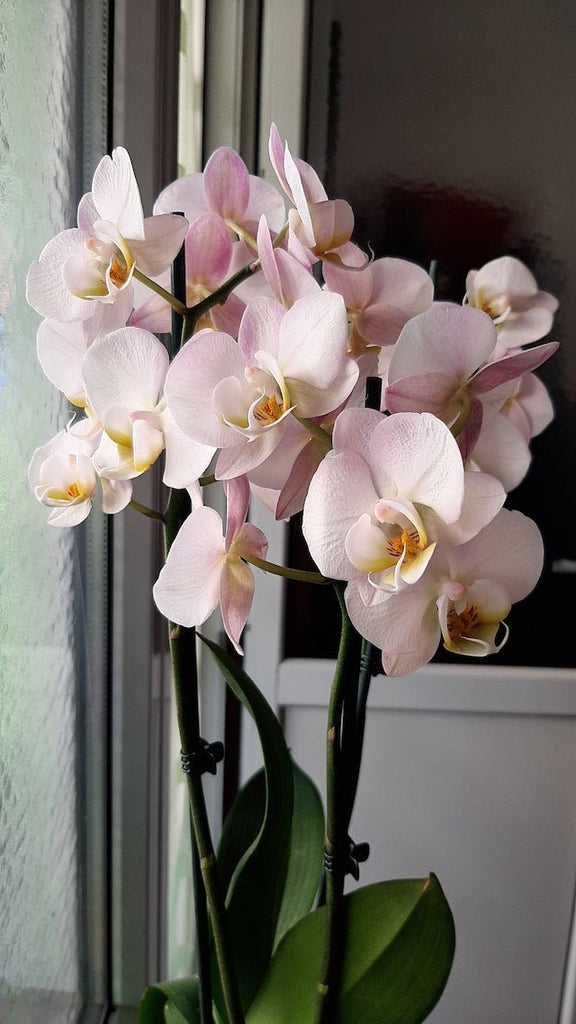 Grande Orchidée Phalaenopsis 2 tiges - Atelier Balsam