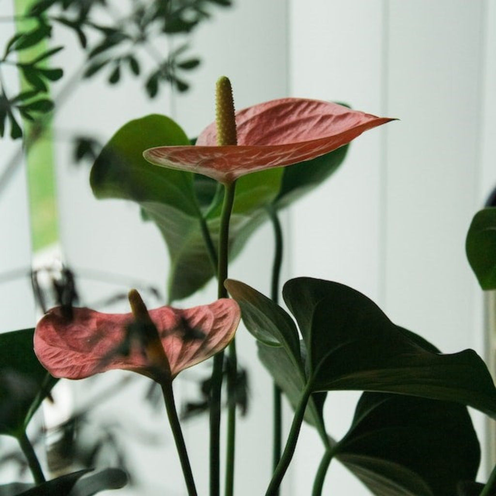 Anthurium Flamant Rose : Éclat Tropical