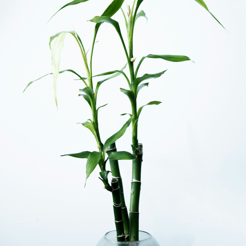 Bambou porte-bonheur à 5 tiges en vase rouge