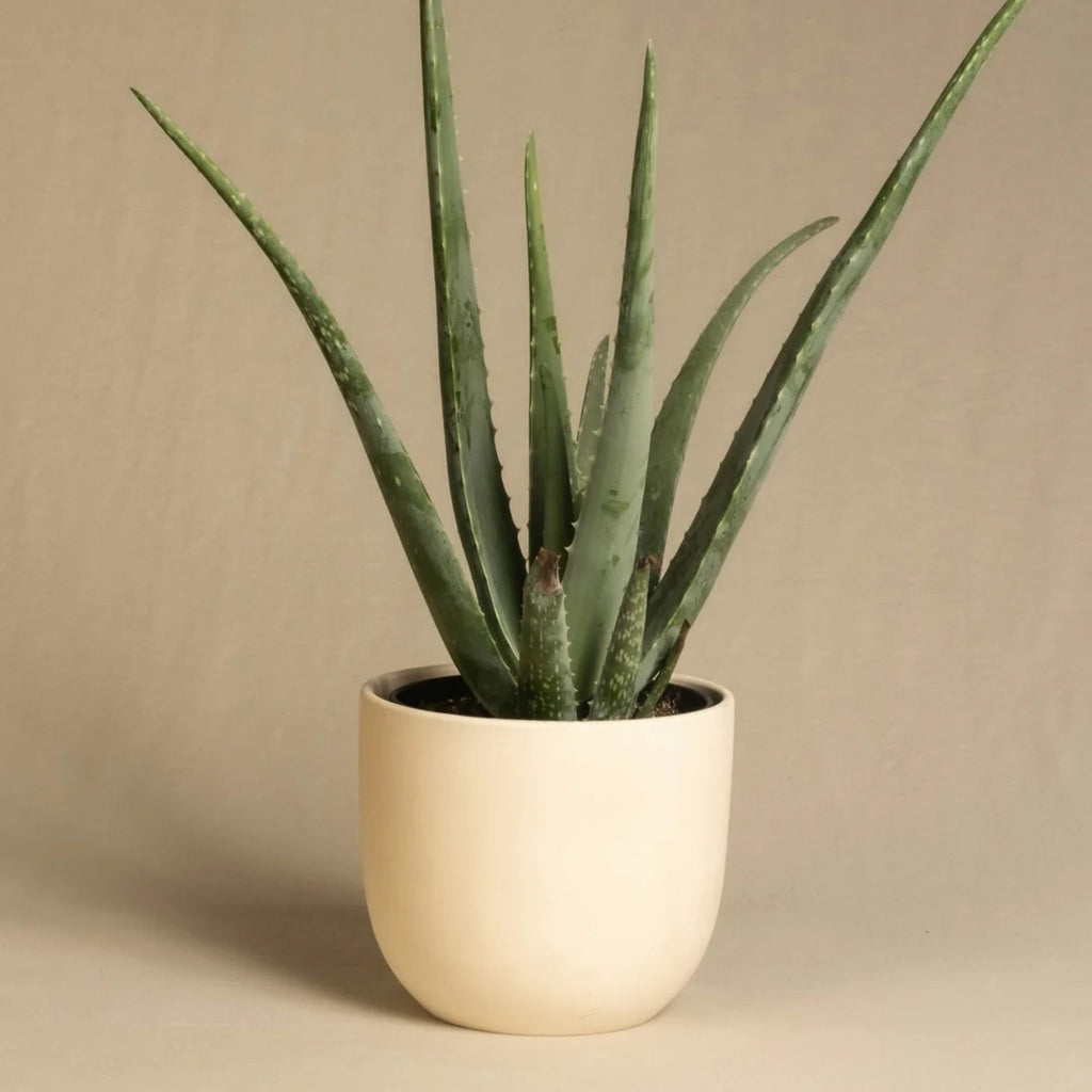 plante aloe vera