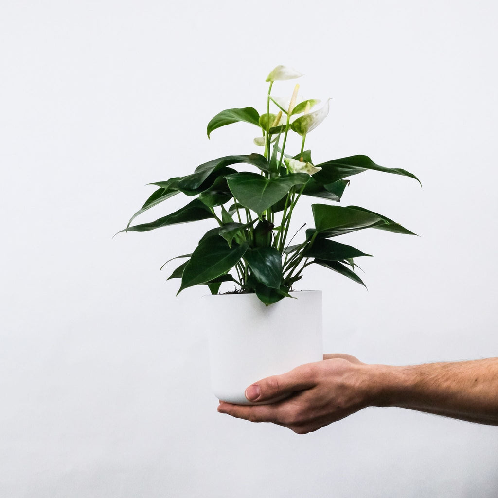 Jardin de succulentes en pot – Atelier Balsam