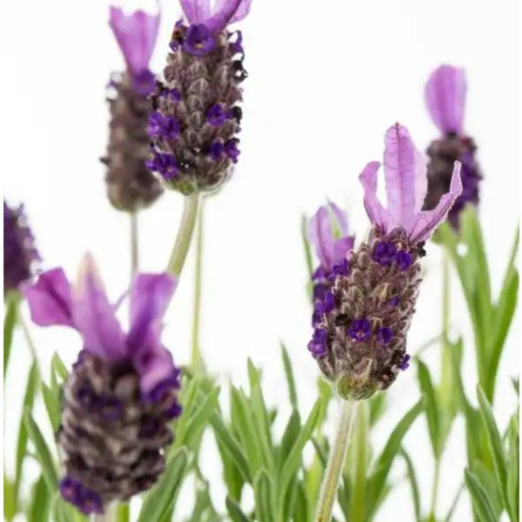 Arbre de Lavande / Lavender Tree - Atelier Balsam