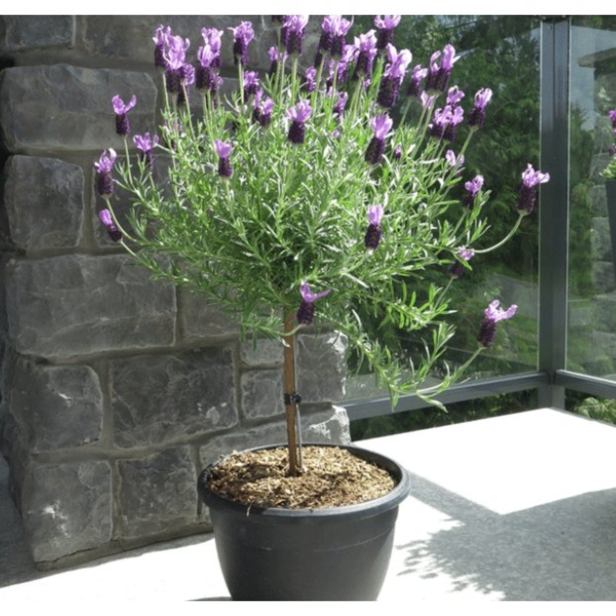 Arbre de Lavande / Lavender Tree