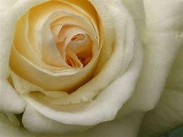 Bouquet de roses - Atelier Balsam