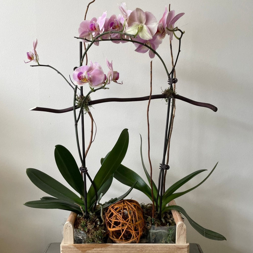 Duo de Grandes Orchidées en qualité Premium en boîte rustique - Atelier Balsam
