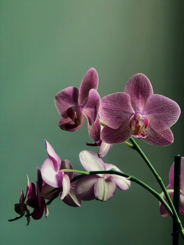PHALAENOPSIS Plante en pot, orchidée, 2 tiges - IKEA