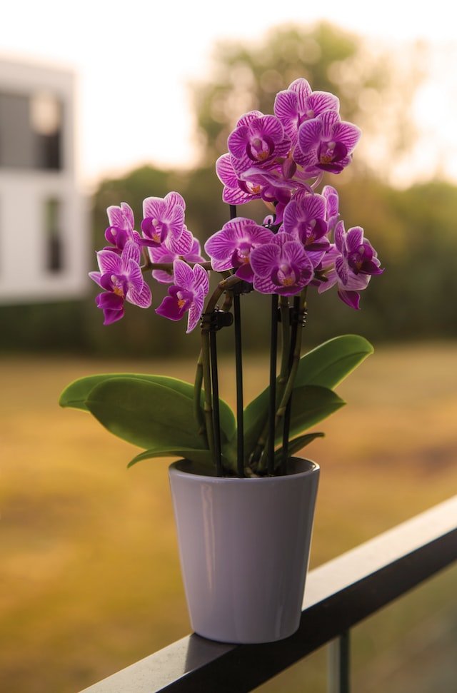 Grande Orchidée Phalaenopsis 2 tiges - Atelier Balsam