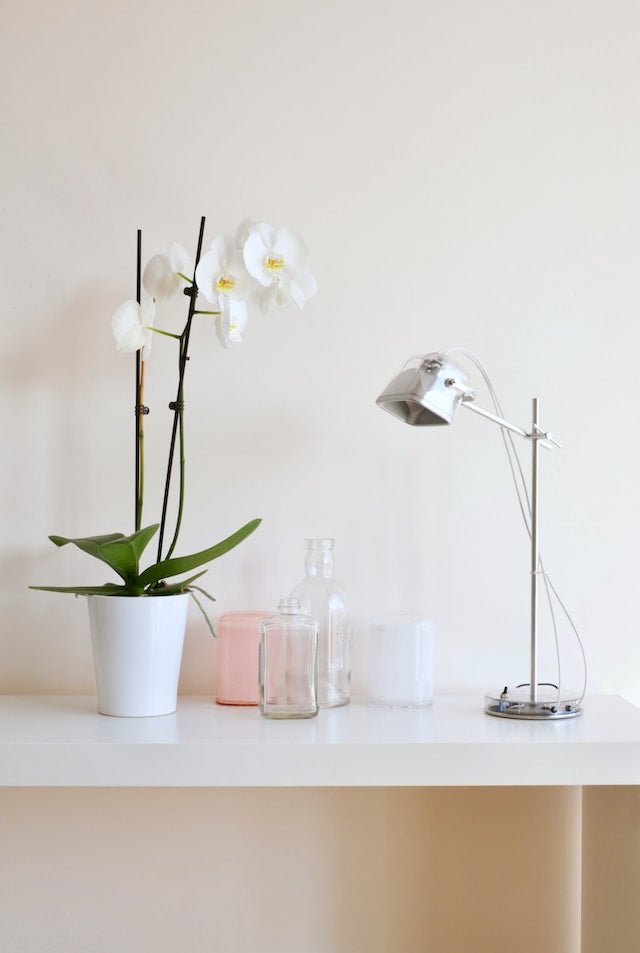 PHALAENOPSIS Plante en pot, orchidée, 2 tiges - IKEA