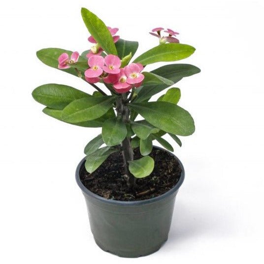 Plante Euphorbia milii en vase céramique - Atelier Balsam